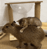 a small kitten sitting on top of a capybara