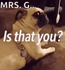 Is That You Pug GIF - Is That You Pug Dog GIFs