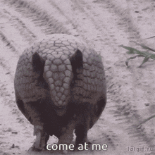 an armadillo is walking down a dirt road and says come at me lolgif.ru