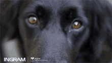 Dogs Books GIF - Dogs Books Fast GIFs