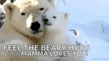 Love Polar Bear GIF - Love Polar Bear Cuddle GIFs