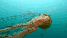Swimming Around This Jellyfish Contains An Ecosystem GIF - Swimming Around This Jellyfish Contains An Ecosystem Jellyfish GIFs