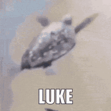 Luke Turtle GIF - Luke Turtle Flying Turtle GIFs