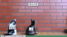 Kitty Life Me Goals GIF