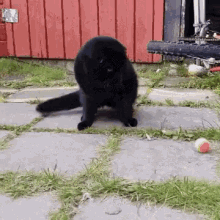 Black Cat GIF - Black Cat Pet GIFs