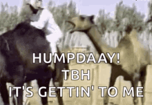 Hump Day Camel Bite GIF - Hump Day Camel Bite Camel GIFs