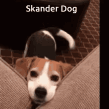Skander Skander Dog GIF - Skander Skander Dog GIFs