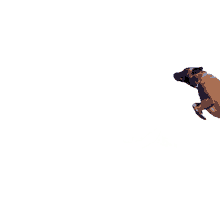 jump the pet collective leap fetch grab