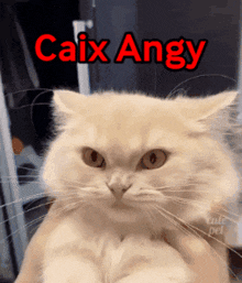 Caix Angy GIF - Caix Angy Angry GIFs