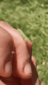 Inchworm Wormpilled GIF - Inchworm Wormpilled My Friend GIFs