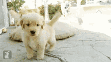 Funny Animals Puppy GIF - Funny Animals Puppy Curious GIFs