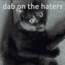 dab cat