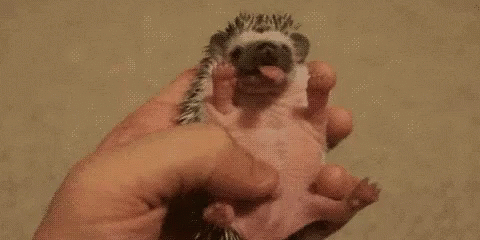 Hedgehog Cute Animals GIF - Hedgehog Cute Animals Yawning ...