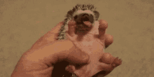 Hedgehog Cute Animals GIF - Hedgehog Cute Animals Yawning GIFs