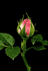 a close up of a pink rose with green leaves on a black background
