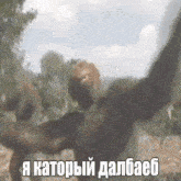 a blurry picture of a monkey with the words " a kator " written on it