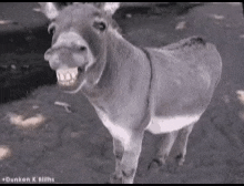 a donkey with a big smile on its face is standing on a dirt road .