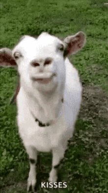 funny face goats kisses lick