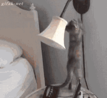 Kitten Lamp GIF - Kitten Lamp Fell GIFs