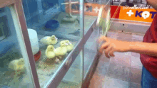 orange is the new quack ducks watching ducklings animal puns