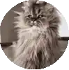 a close up of a fluffy cat sitting in a circle .