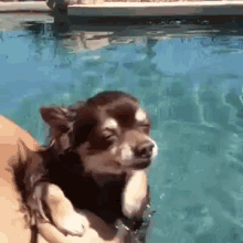 This Is The Life~ Living For The Weekend! GIF - Dog Paddle Swim GIFs