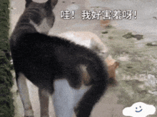 two cats are standing next to each other on a sidewalk with chinese writing on it