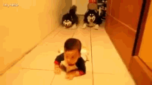 Two Husky Dogs Imitate A Crawling Baby! GIF