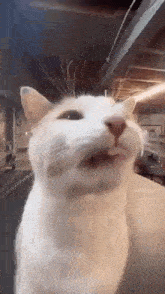 Silly Cat GIF - Silly Cat My Gif GIFs