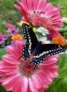 Blackswallowtailbutterflies GIF - Blackswallowtailbutterflies GIFs