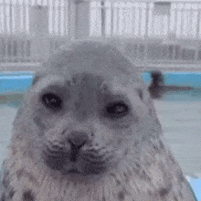 Evil Seal Squint GIF