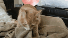 Cat Cat Bringing Blanket GIF - Cat Cat Bringing Blanket Blanket GIFs