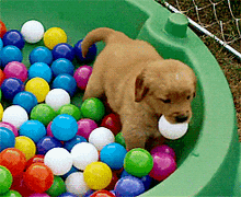 Puppy Playing GIF