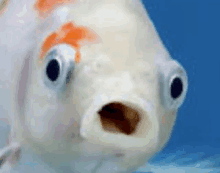 Fish What The Hell GIF