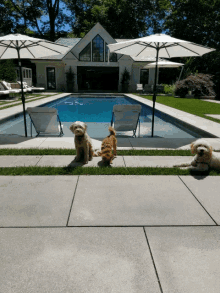 Pool Party GIF - Pool Party Dog GIFs