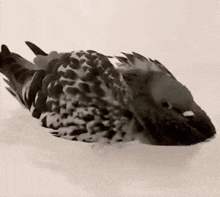 spinning pigeon