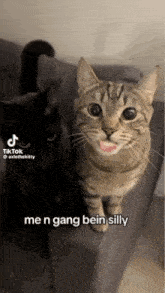 Sanjamieishot Cats GIF - Sanjamieishot Cats Cat Gang GIFs