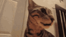 Screamgato Cat GIF - Screamgato Cat Scared GIFs