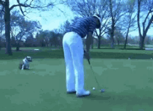 Golf Dog GIF - Golf Dog GIFs
