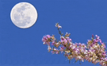 a tree branch with pink flowers against a blue sky with a full moon