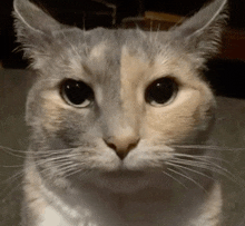 a close up of a cat 's face with a serious look on its face