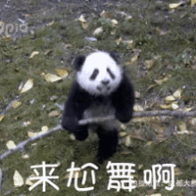 dance battle battle panda cute