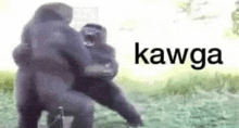 two gorillas are fighting each other in the grass .
