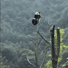 Panda Chilling GIF
