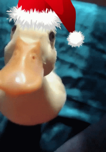 Christmas Duck GIF - Christmas Duck - Discover & Share GIFs