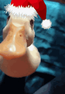 christmas duck