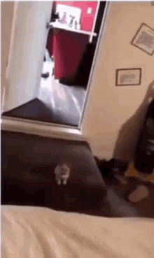 Missed Cat GIF - Missed Cat Looking GIFs
