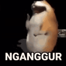 Hamster Nganggur GIF - Hamster Nganggur Turu GIFs