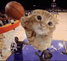 Cat Basket Ball GIF - Cat Basket Ball Ballin GIFs