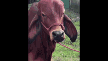 The Rock Cow GIF